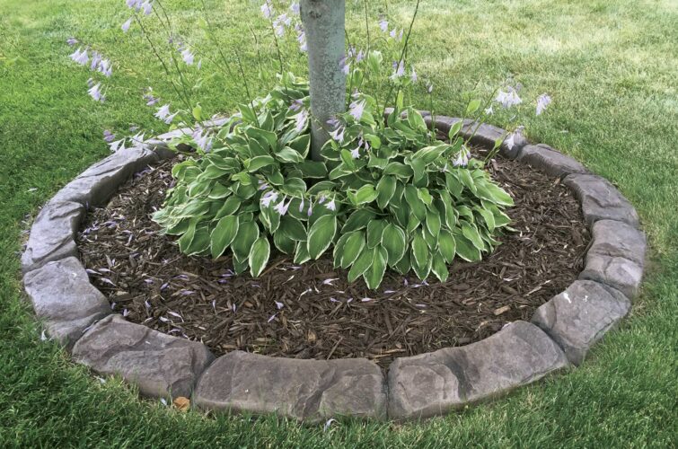 tree-shrub-bed-concrete-edging