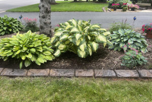 Three large hosta plants with green and variegated leaves grow in a mulched garden bed bordered by stone, creating a natural Showcase Gallery near the lawn and paved road.