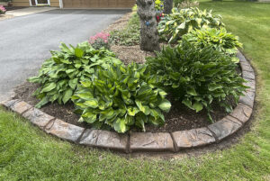 A curved garden bed bordered with decorative stone edging creates a beautiful showcase of green hosta varieties beside the driveway and lawn.