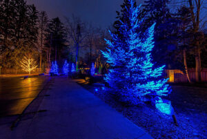 A row of evergreen trees illuminated with blue lights lines a paved driveway at night, creating a stunning showcase, with one tree lit in warm white in the background.