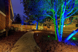 A curved concrete path runs through a yard at night, with trees illuminated by vibrant blue and green lights, creating a mesmerizing scene worthy of any Showcase Gallery.