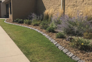 A landscaped garden bed with ornamental grasses and shrubs lines the edge of a lawn next to a tan brick building and a concrete sidewalk, creating a Showcase Gallery of vibrant textures and natural beauty.