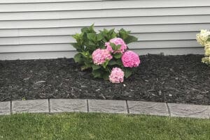 A small hydrangea bush with pink flowers grows in a mulched garden bed bordered by decorative concrete edging, creating a Showcase Gallery effect in front of the gray siding wall.