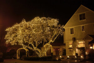 A large tree in front of a house is wrapped in numerous yellow-white holiday lights, illuminating the yard at night and creating a festive Showcase Gallery effect.