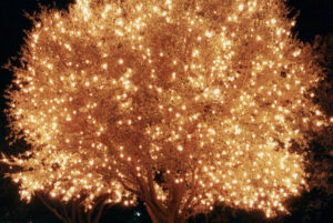 A tree at night is covered in numerous small, glowing string lights, creating a bright and festive showcase.