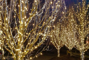 Rows of leafless trees wrapped in bright white string lights illuminate a nighttime outdoor scene, creating a glowing showcase reminiscent of an open-air gallery.