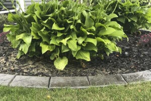 A garden bed with large green hosta plants bordered by black mulch and a concrete edge, with grass in the foreground, creates a tranquil setting reminiscent of an art gallery exhibition.