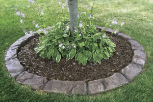 A tree is showcased among hosta plants, mulch, and a circular border of stone edging, creating a gallery-like feature in the grassy lawn.